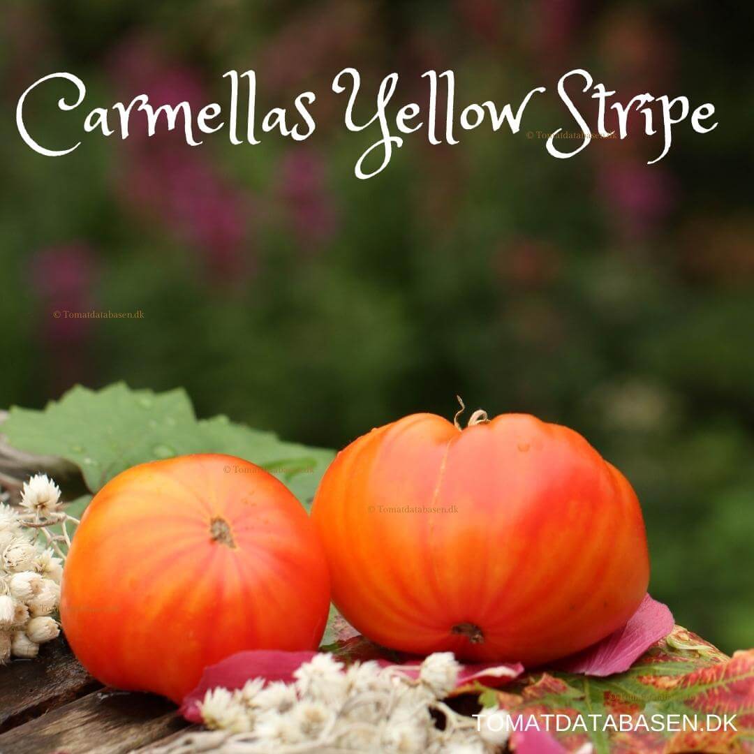 Carmellas Yellow Stripes